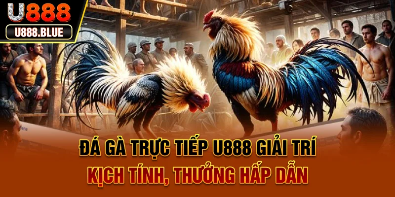 Đá Gà Trực Tiếp U888 – Giải Trí Kịch Tính, Thưởng Hấp Dẫn