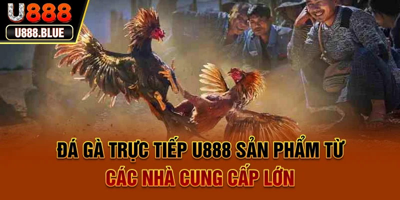 Đá gà trực tiếp U888 - Sản phẩm từ các nhà cung cấp lớn Đá gà trực tiếp U888 - Sản phẩm từ các nhà cung cấp lớn